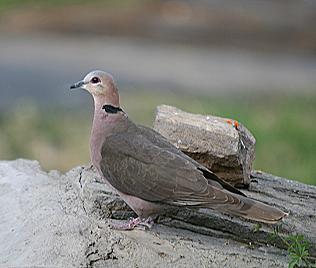 Halbmondtaube, Streptopelia semitorquata